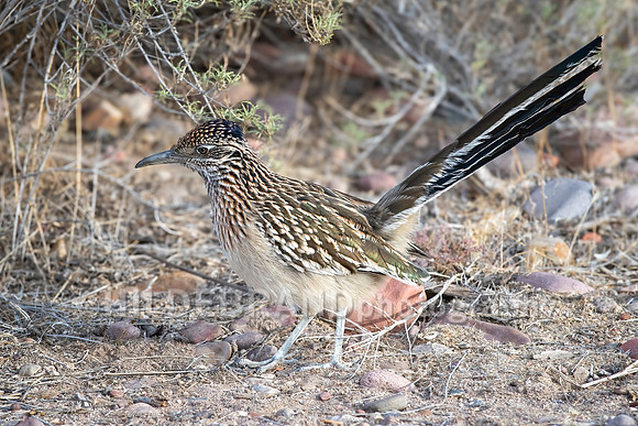 Greater Roadrunner