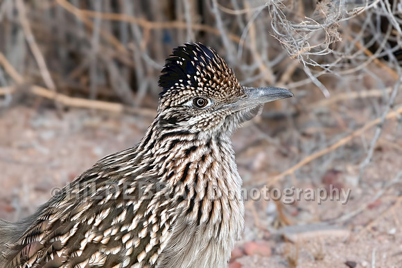Greater Roadrunner