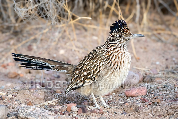 Greater Roadrunner
