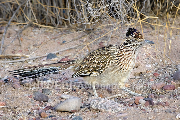 Greater Roadrunner