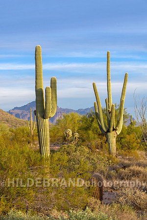 Arizona Desert