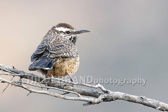 Cactus Wren