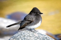 Black Phoebe