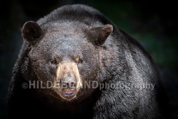 Black Bear