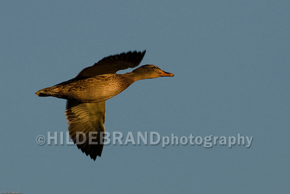 Mallard - Female