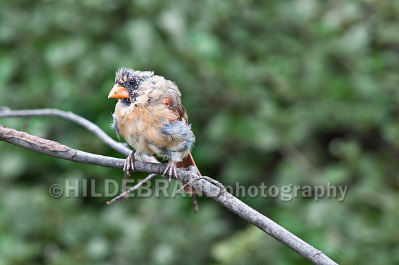 Northern Cardinal - Juvenile