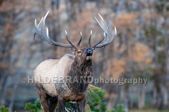 Elk