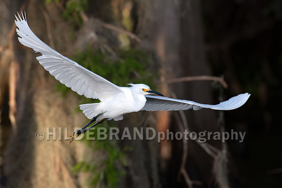 Snowy Egret