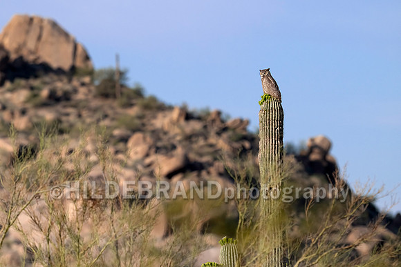 Great Horned Owl