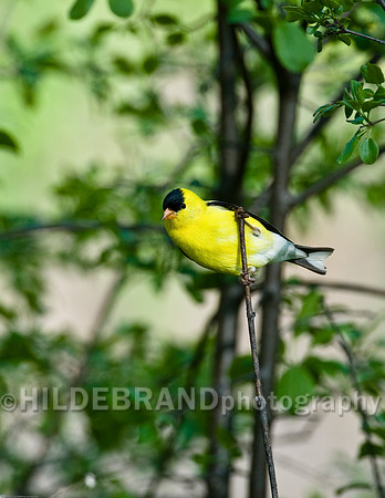 American Goldfinch - Male