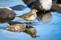 American Pipit