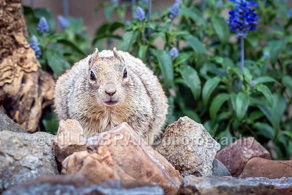 Rock Squirrel