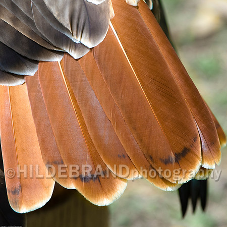 Red Tail of Red-tail