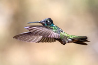 Rivoli's Hummingbird