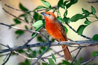Hepatic Tanager