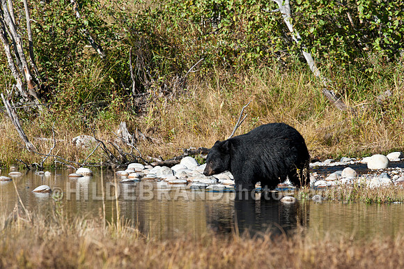 Bear Crossing