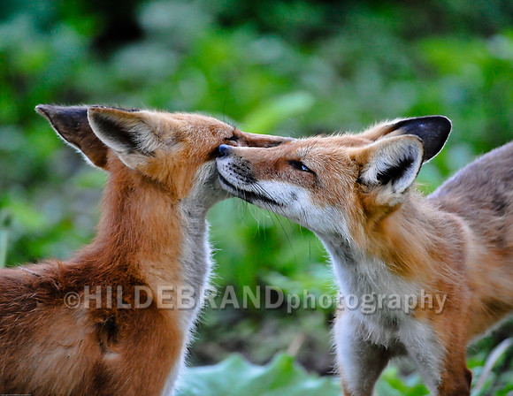 Neighborhood Red Fox
