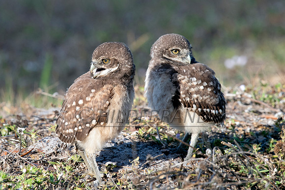 Burrowing Owl
