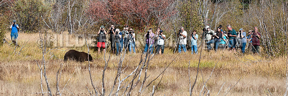 Wildlife Paparazzi