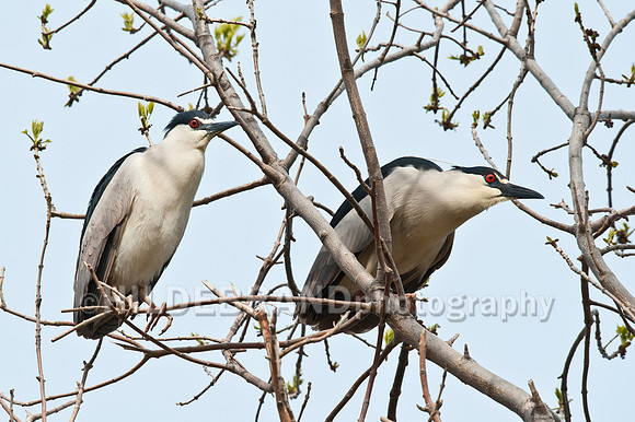 Nesting Black-crowned Night Herons