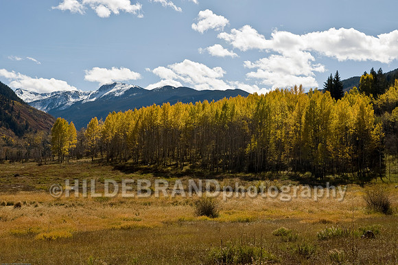 Aspen Grove