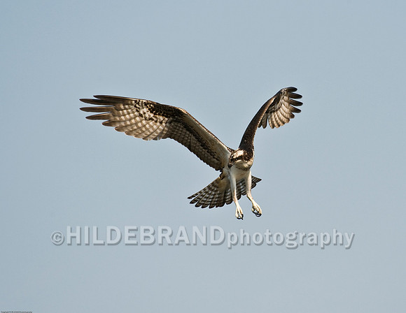 Osprey in Flight