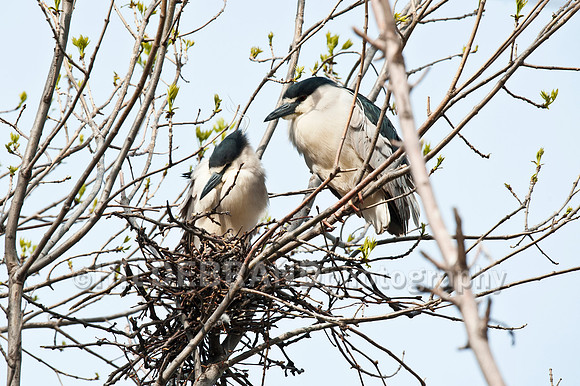 Nesting Black-crowned Night Herons