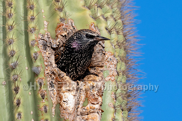 European Starling