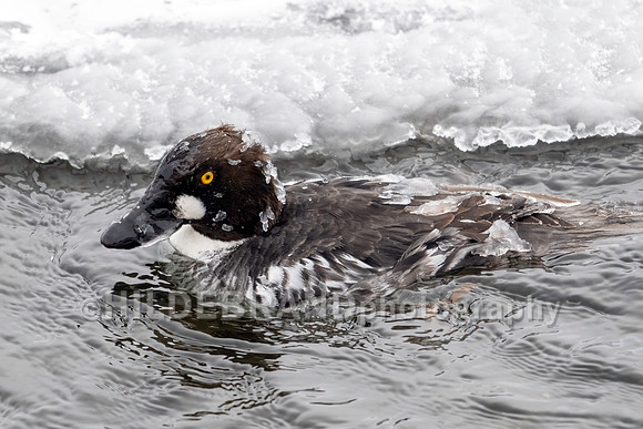 Common Goldeneye