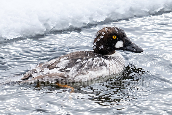 Common Goldeneye