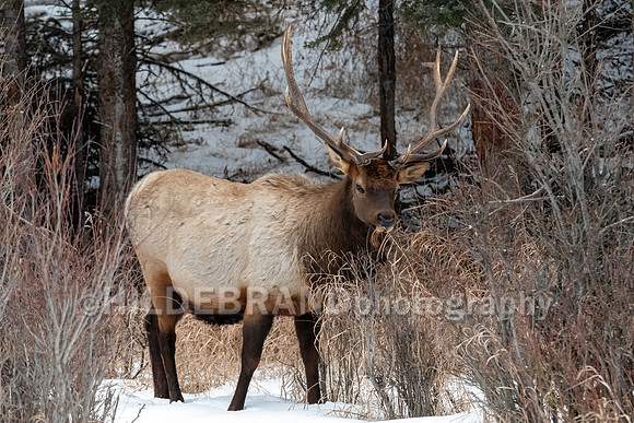Elk
