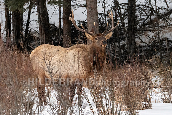 Elk