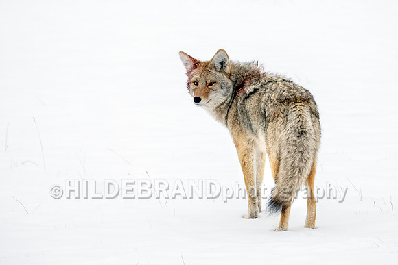 Coyote
