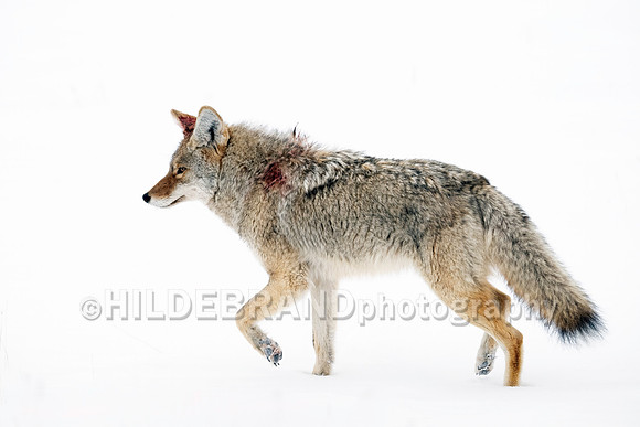 Coyote