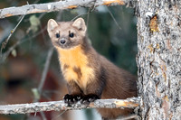 Pine Marten