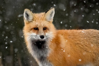 Red Fox