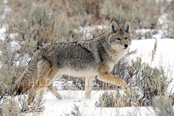 Coyote