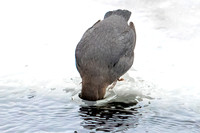 American Dipper