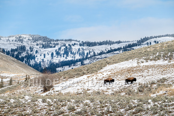 Bison