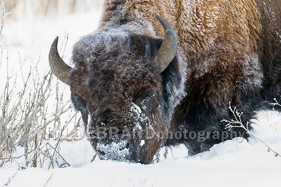 Bison