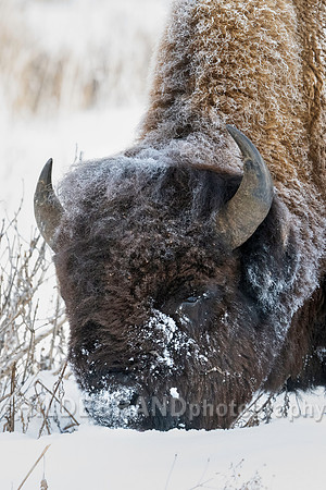 Bison