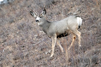Mule Deer