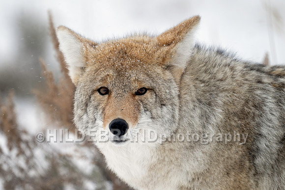Coyote
