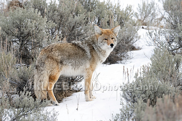 Coyote