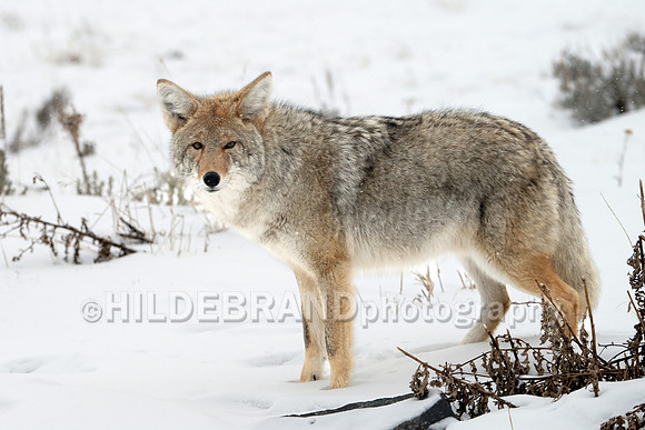 Coyote