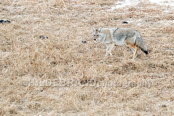Coyote