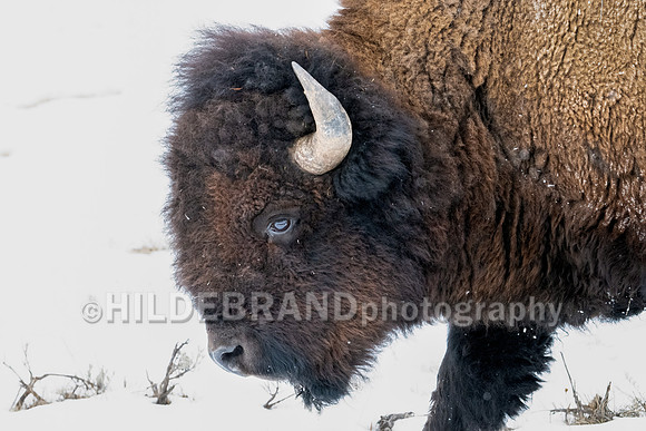 Bison