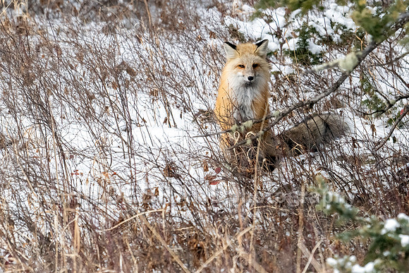 Red Fox