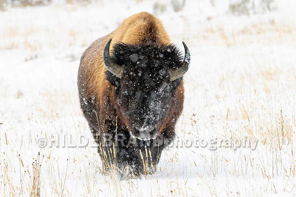 Bison
