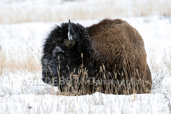 Bison
